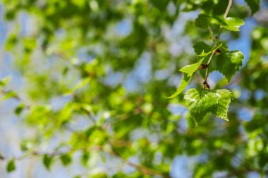 Bahar çiçekleri açan huş dalları ve gökyüzüne karşı yeşil yapraklar.