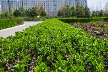 Kurtbağrı erken Bahar hedge parçası