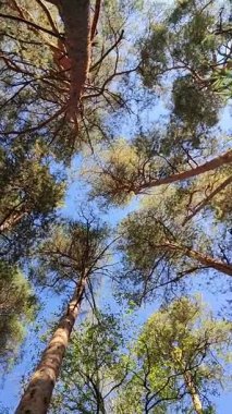 Mavi gökyüzünün altında kamera kayan ladin dalları. Çam kaplamasının dokusu. Doğanın güzelliği. Gerçek zamanlı kamera.,