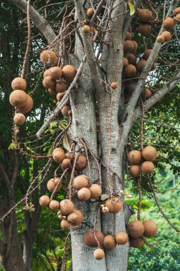 Guyana Kurupita 'nın kutsal Budist ağacında meyveler. Yakın plan.