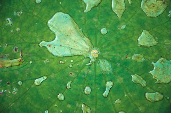 Tropik bir bitkinin yeşil yapraklarının hastalığı. Canavarın yapraklarında leke var.