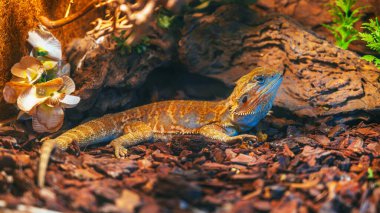 Teraryumdaki bir Iguana 'nın yakın çekimi.