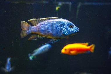 Büyük bir akvaryumda yüzen renkli balıklar.