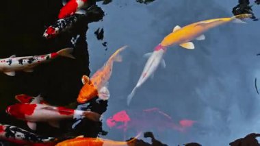 Altın sazanlar ve koi balıkları gölette.