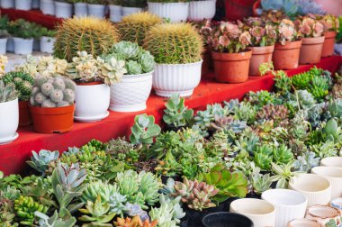 Kapalı Çiçek Fuarı 'nda çeşitli lezzetli saksılar var..