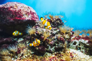 Renkli mercanların üzerinde dönen güzel bir palyaço balığı grubu.
