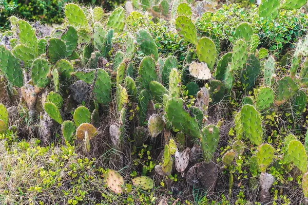 Dışarıda büyüyen uzun dikenli dikenli bir armut kaktüsü.