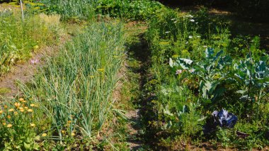 Bahçede bir soğan çiftliği. Bahçede taze taze soğan. Çevre dostu ürün