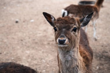 Bir geyik ve geyik, yaz günü hayvanat bahçesindeki bir parkın etrafını sarıyorlar..