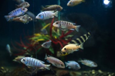 Büyük bir akvaryumda çok sayıda balık, renkli sualtı deniz manzarası.