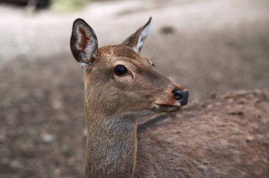 Hayvanat bahçesindeki genç bir geyiğin portresi..