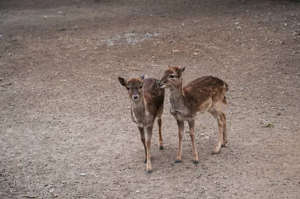 Hayvanat bahçesinde hoplayıp zıplıyor.