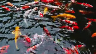 Havuzda yüzen renkli sazanlar ya da koi balıkları. Japon koi balığı çok güzel bir renk. Koi sazan balığı sudaki birçok renkli balık sürüsü.
