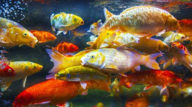 Akvaryumda renkli bir koi balığı sürüsü yüzüyor.