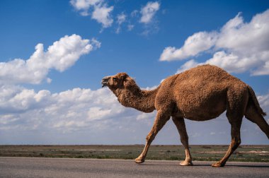 Mavi gökyüzü ile çöl kumul içinde yalnız deve.