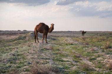 Mavi gökyüzü ile çöl kumul içinde yalnız deve.