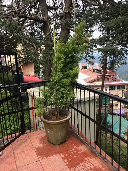 Single Tree Pot Shimla Ridge Himachal Pradesh India — Stockfoto