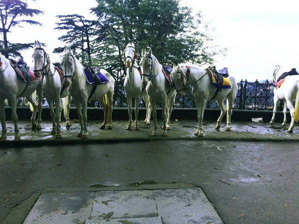 Shimla Church Ridge AVM yolu Himachal Pradesh Hindistan 'da at. 