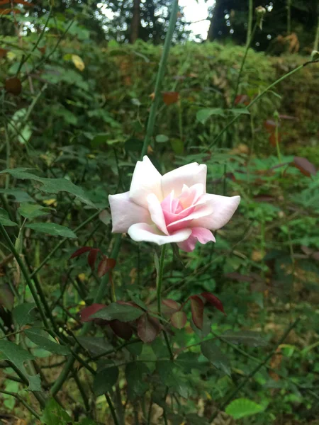 Única Flor Rosa Branca Himachal Pradesh Índia Visão Fundo — Fotografia de Stock