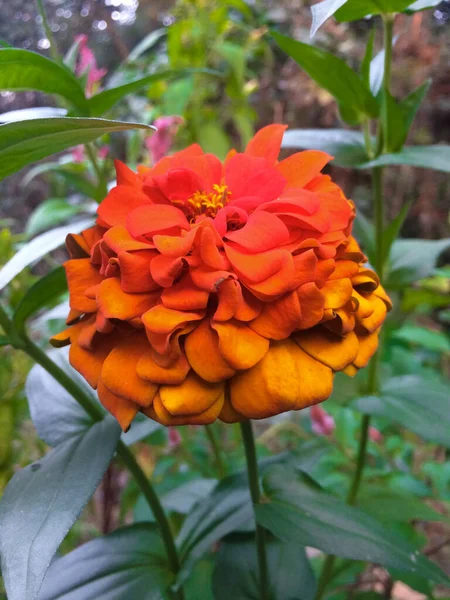 ホーム ヒマカル プラデシュ州の庭の一本のマリーゴールドの花インド1 — ストック写真