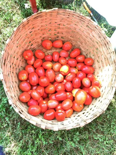 Hindistan bahçesindeki hasır sepette taze organik sebzeler. 