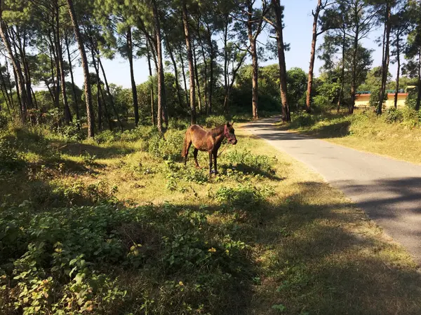 Paard Bos Langs Bereden Zijaanzicht India Beeld Van Jungle — Stockfoto