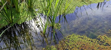 Su Gölü Himachal Pradesh Hindistan 01 'de Yeşil Yaprak Flotu