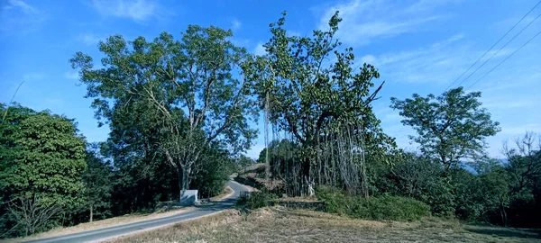 Hamirpur Yolu Yanındaki İki Büyük Ağaç Himachal Pradesh Hindistan 021