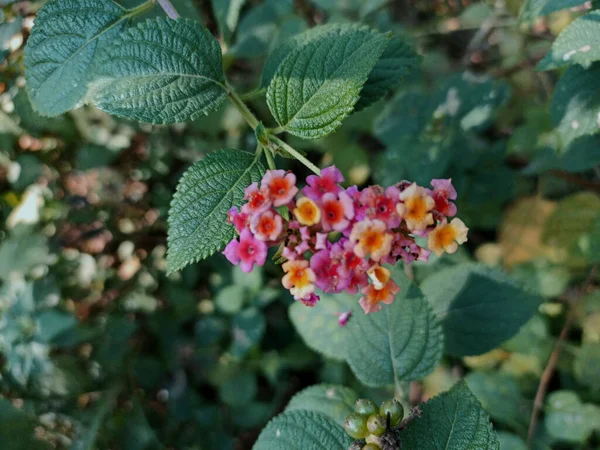 Himachal Pradesh Hindistan 011 'de her renkten çiçek grubu