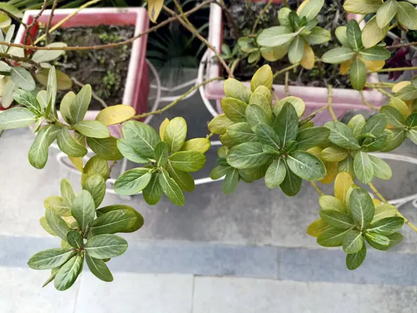 Bahçe 'deki Yaprak Bitkisinin Potrait Manzarası Himachal Pradesh Hindistan 022