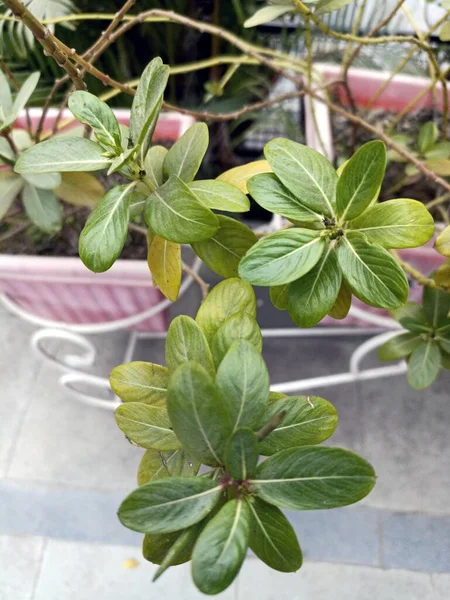 Bahçe 'deki Yaprak Bitkisinin Potrait Manzarası Himachal Pradesh Hindistan 021