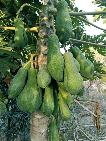 Papaya Tree Fruits in Home Garden with natural enviornmenal Location Himachal India 
