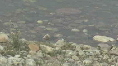 A Sparow Walk On Shoreline of River Beas Himachal Pradesh India
