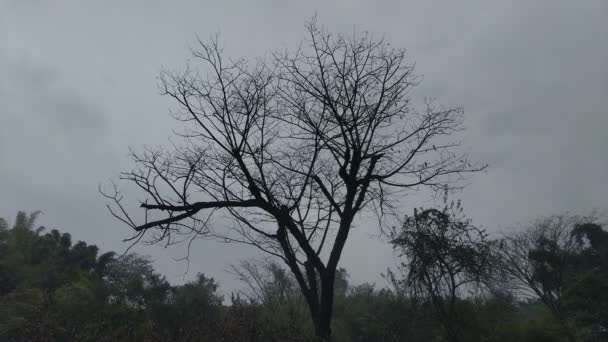 Alone Dry Tree Branches Forest — Stock Video
