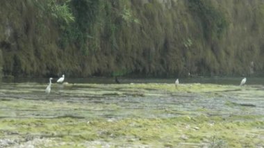 Group Of Heron's Brid In Channel