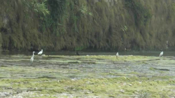 Group Heron Brid Channel — Video Stock