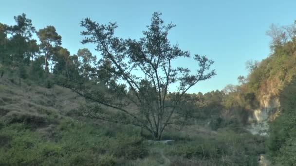 Landscape Ficus Religiosa Plant Forest Himachal Pradesh India — стоковое видео