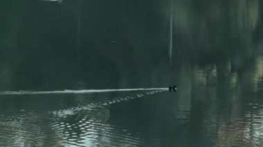 Moorhen and Drake Bird Together in Water Himachal Pradesh India