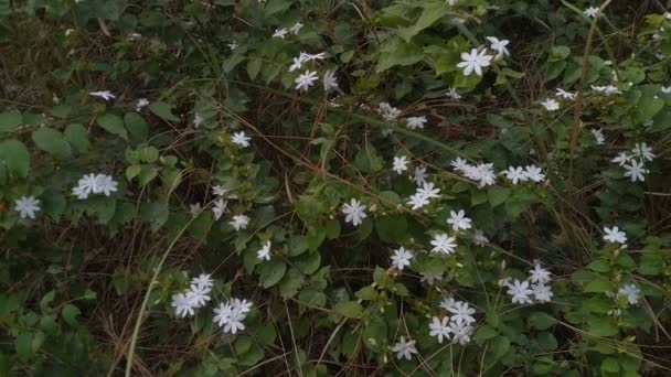 Landscape View White Flower Hamirpur India — Stock video