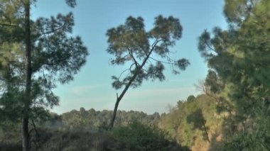 Pineapple Tree in Forest of Himachal Pradesh India