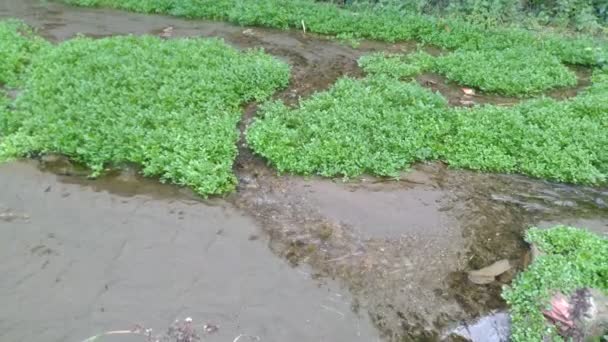 Flusso Acqua Piccolo Cannel Himachal Pradesh India — Video Stock