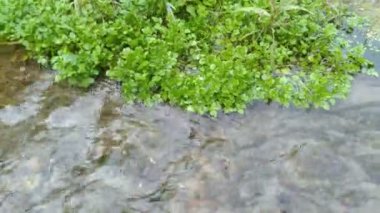 Hamirpur Pradesh Pradesh 7 'de Su Küçük Kanalda Akıyor