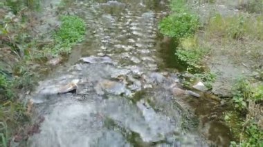 Hamirpur Himachal Pradesh 6. Hindistan 'da Su Küçük Kanalda Akıyor