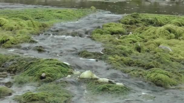 Flusso Acqua Sul Fiume Beas Himachal Pradesh India — Video Stock