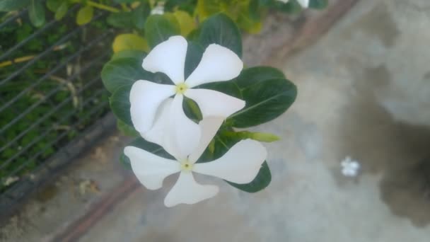 White Flower Green Leafs Movement Home Garden Himachal Pradesh Indi — Stock Video