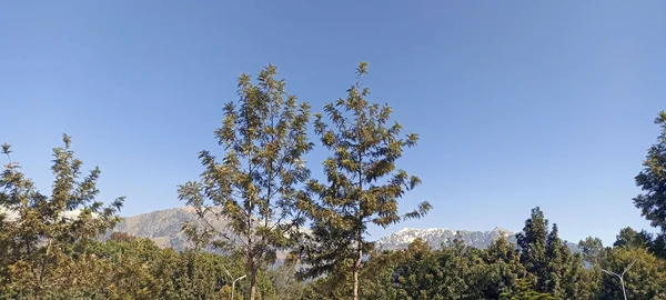 Palampur 'da buzla birlikte Dağ Manzarası Himachal Pradehs Hindistan' da