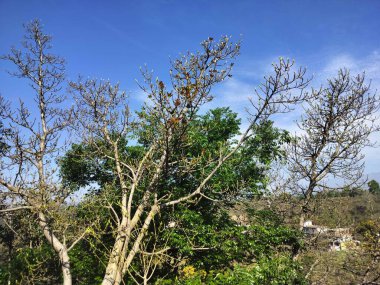 Kangra Himachal Pradesh Hindistan 'da mavi gökyüzündeki ağaç yaprak grupları.