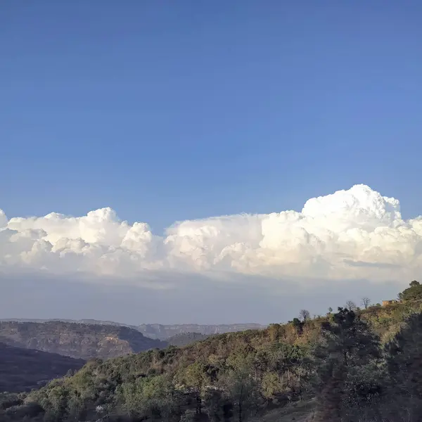 Çam ağacı Distt ile Kangra manzarası. Velley Akşam Manzarası Himachal Pradesh Hindistan 02