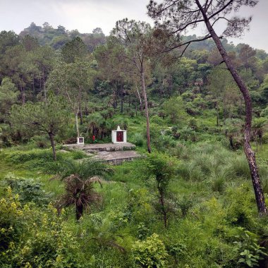 Ormanın ortasındaki küçük beyaz tapınak Himachal Pradesh Hindistan