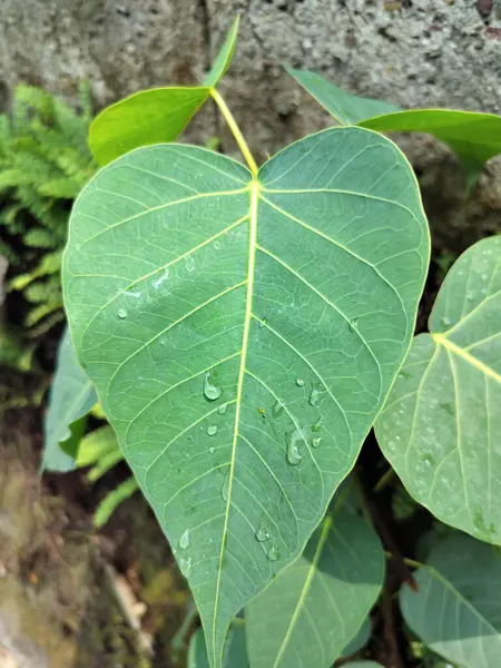  Tek Pipal Ağacı Yaprakları Himachal Pradesh bahçesindeki duvarın yanında yetişir.